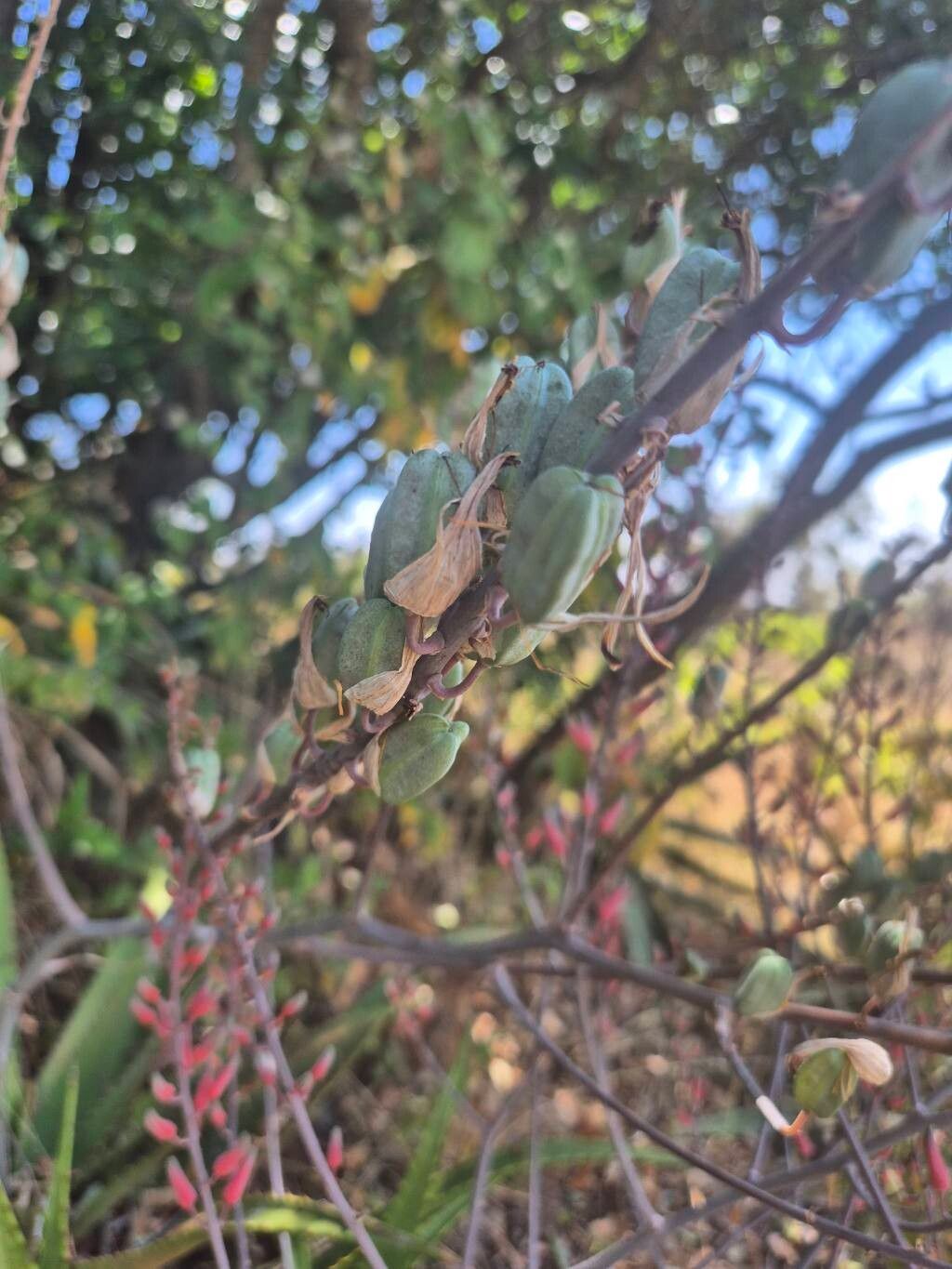 Aloe wilsonii fruit