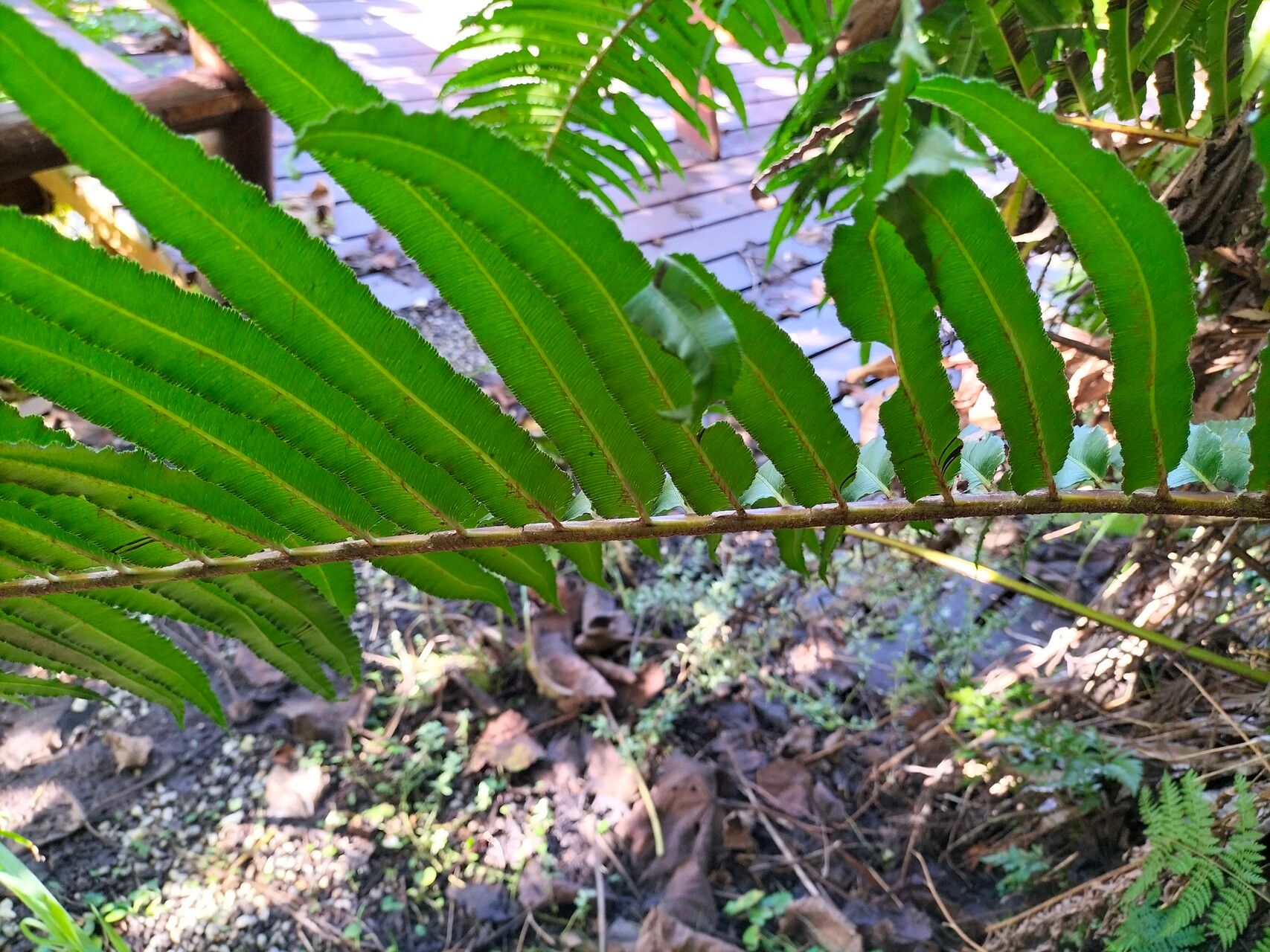 Blechnum punctulatum leaf