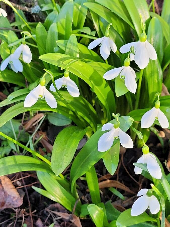 Galanthus woronowii flower