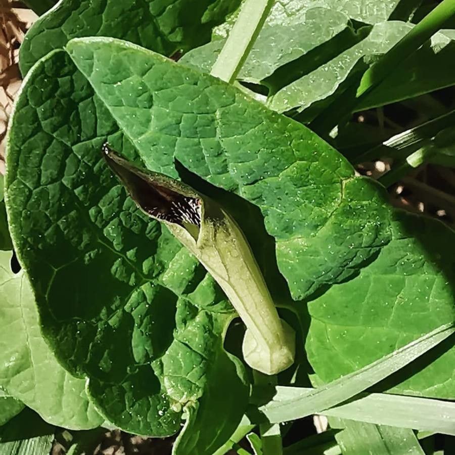 Aristolochia rotunda — search result for 'Aristolochiaceae'