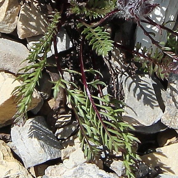 Pedicularis rosea leaf