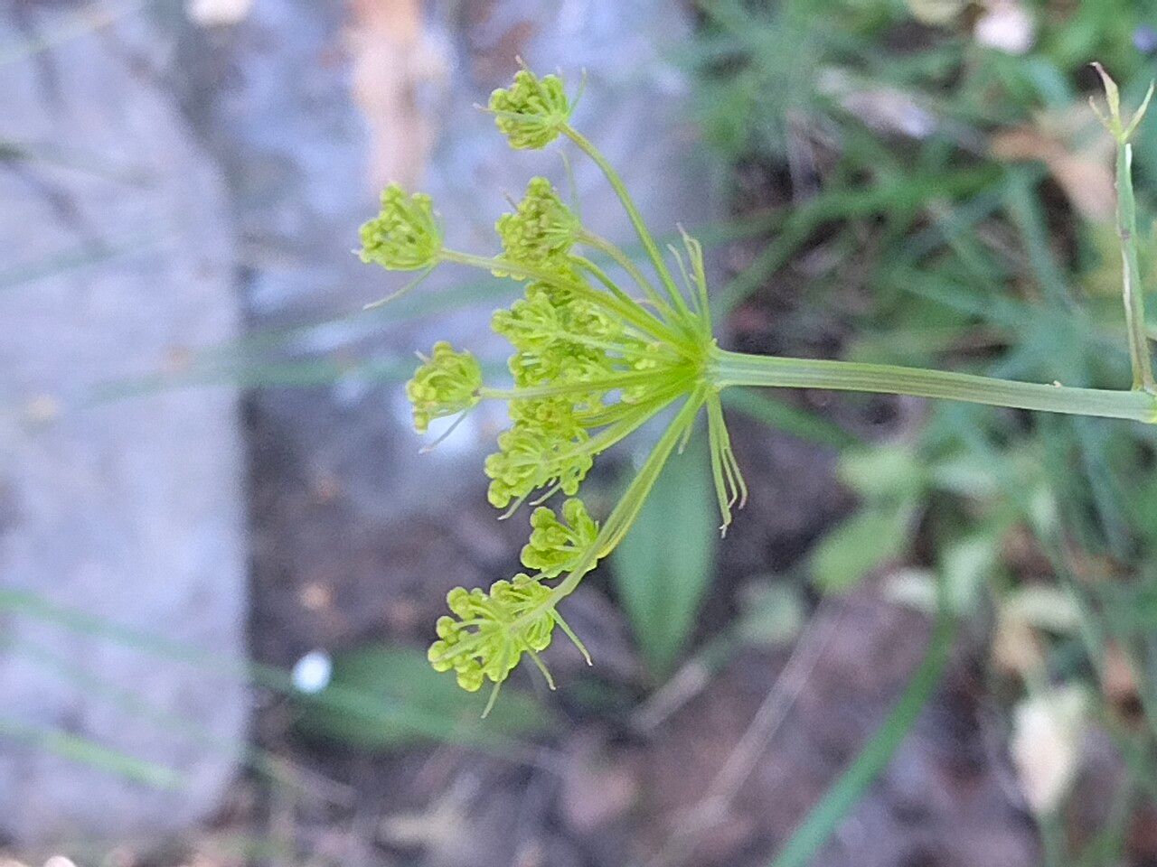 Kundmannia sicula flower