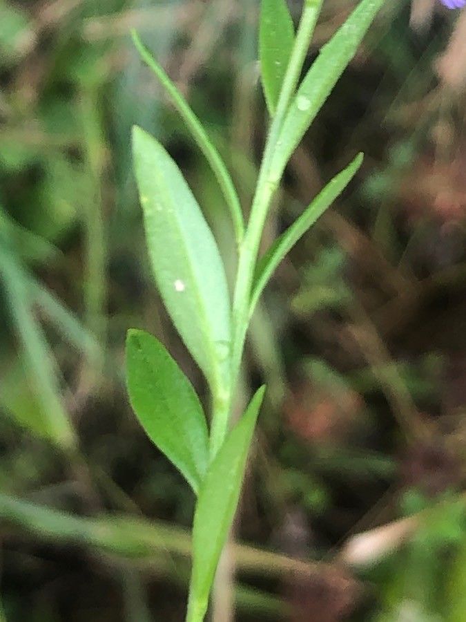 Polygala serpyllifolia — search result for 'Polygala'