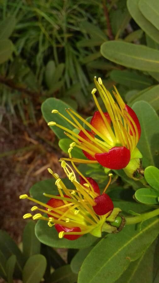 Xanthostemon aurantiacus flower