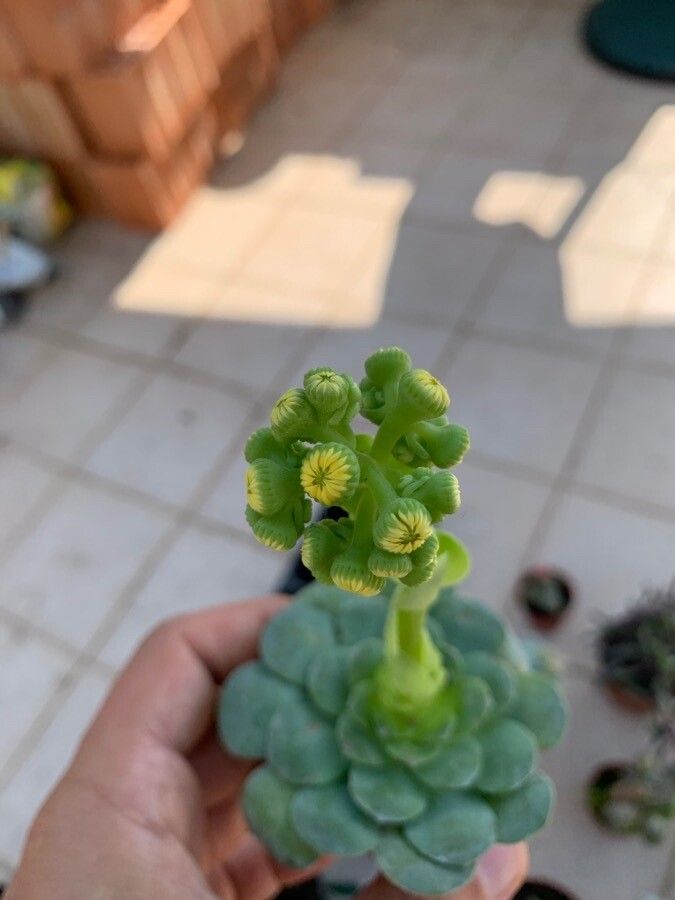 Aeonium dodrantale flower