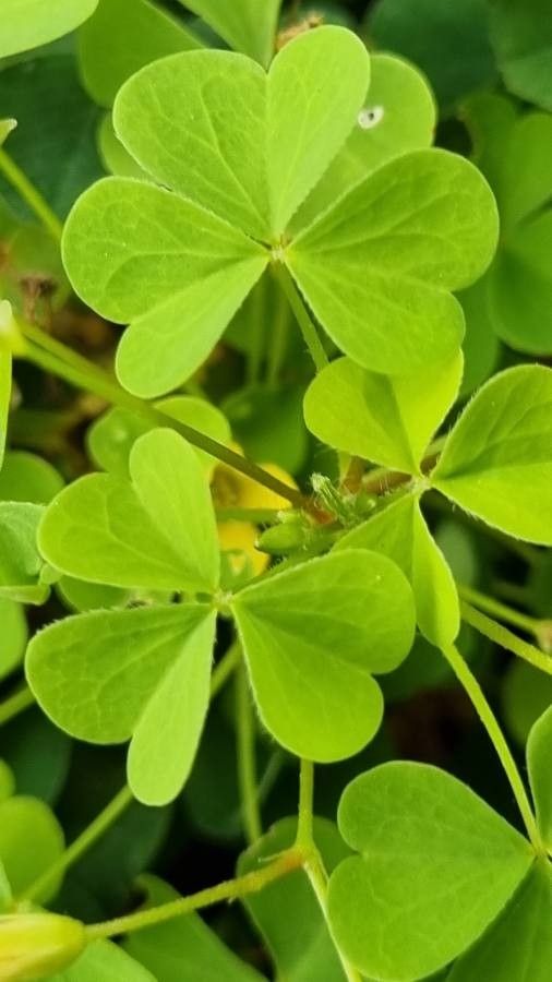 Oxalis fontana leaf