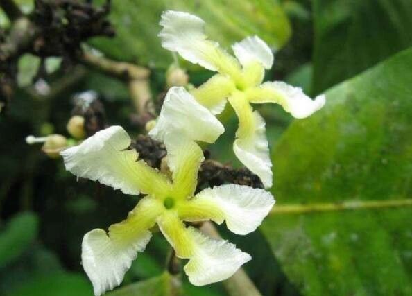 Tabernaemontana cerifera flower