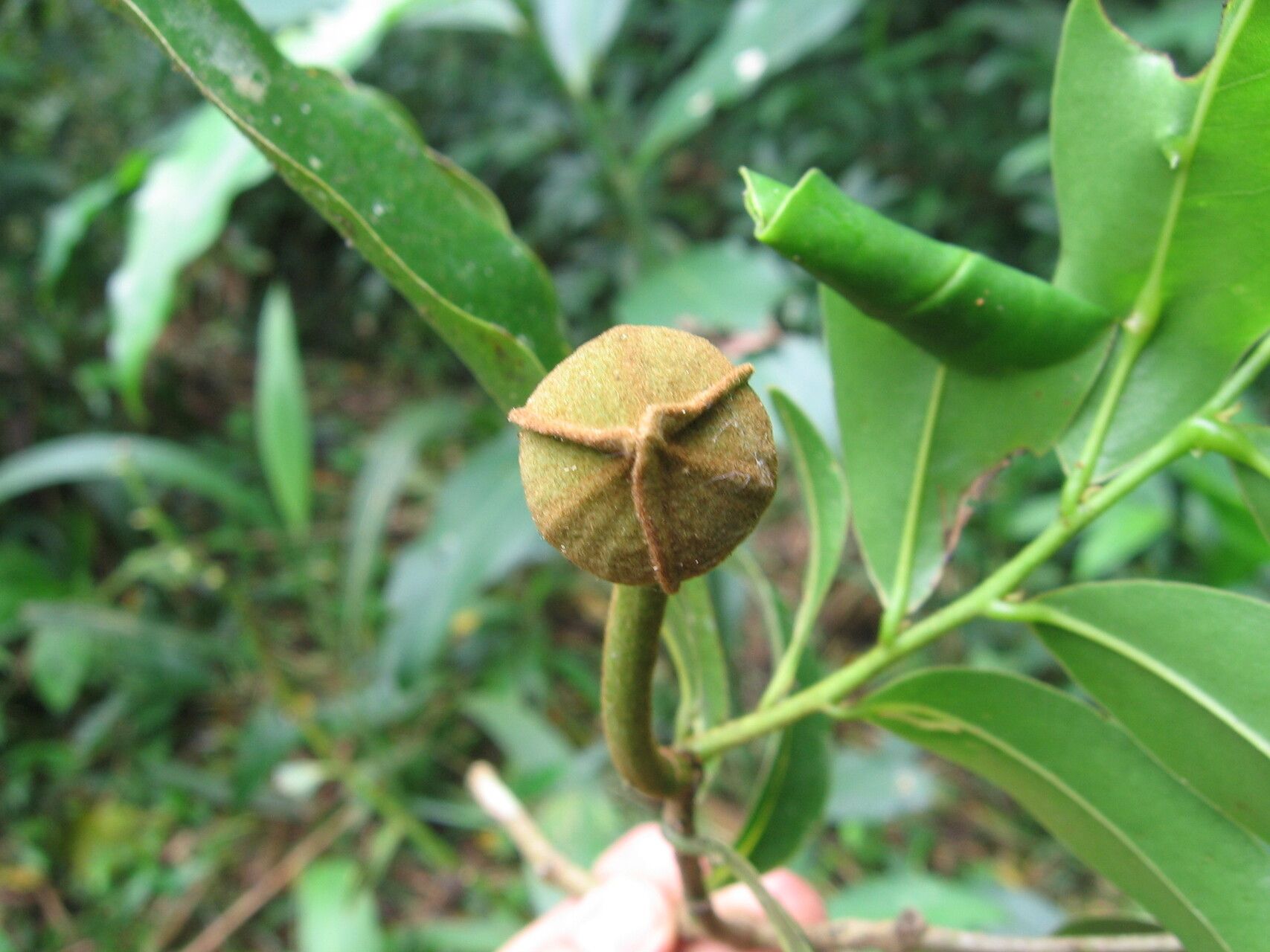 Uvaria dependens flower