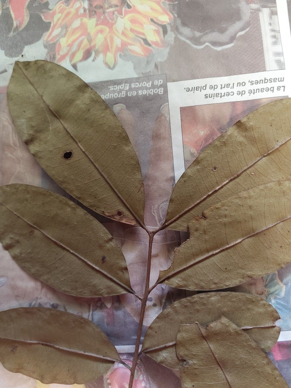 Talisia praealta leaf