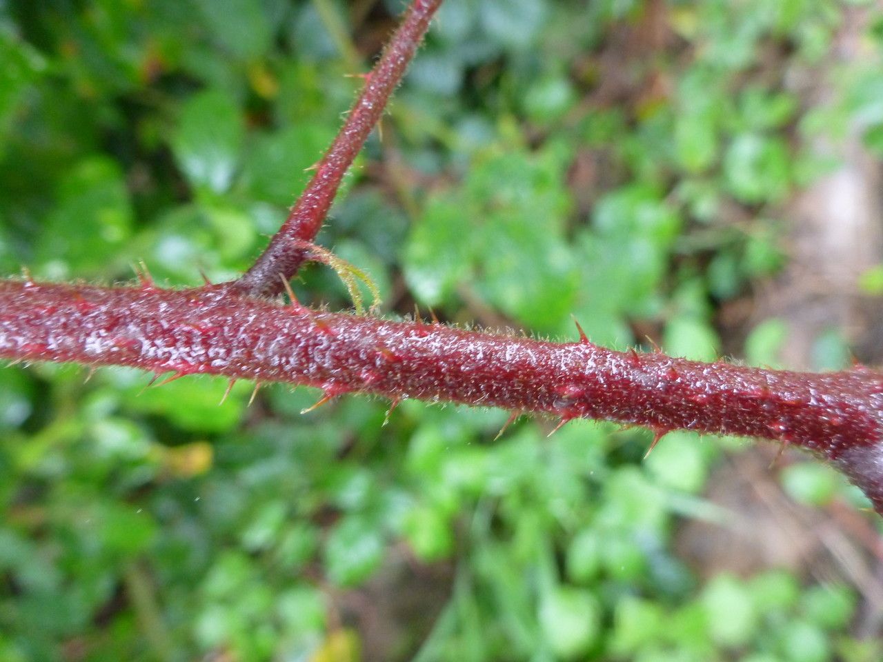 Rubus truncifolius bark