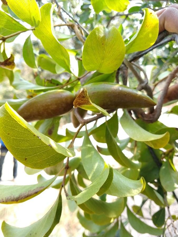 Dregea volubilis fruit