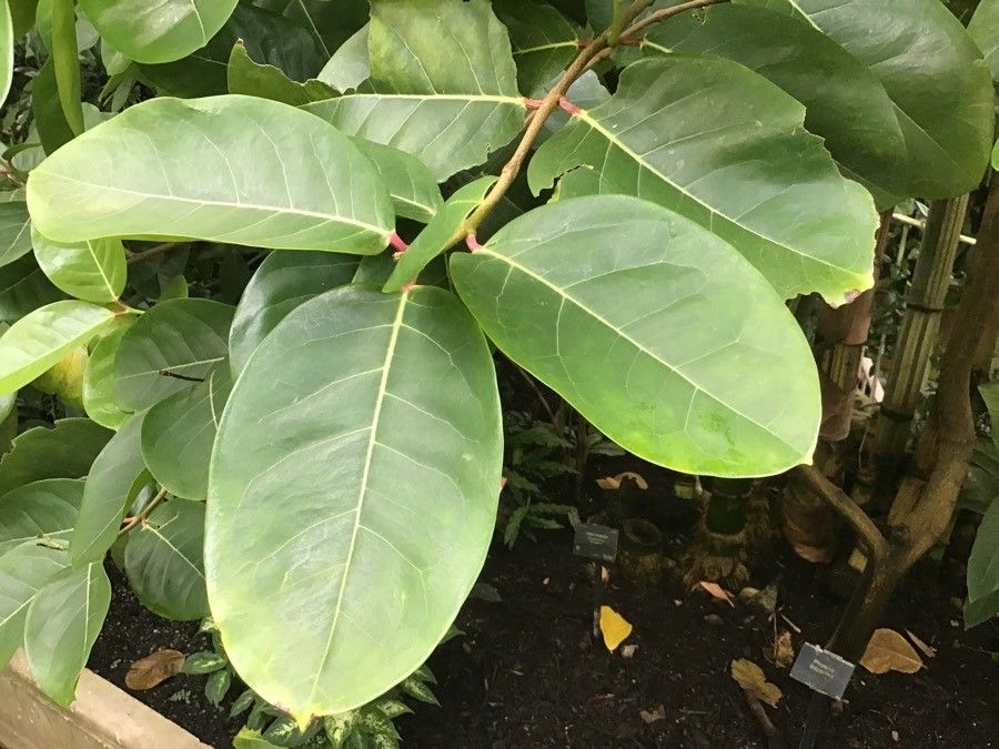 Phaleria disperma — search result for 'Fiji'