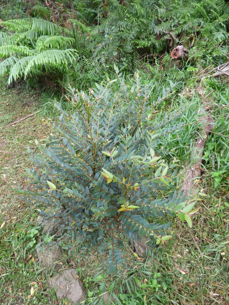 Phyllanthus consanguineus habit