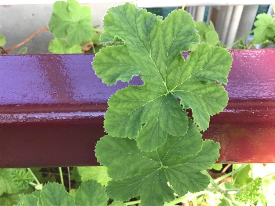 Pelargonium abrotanifolium