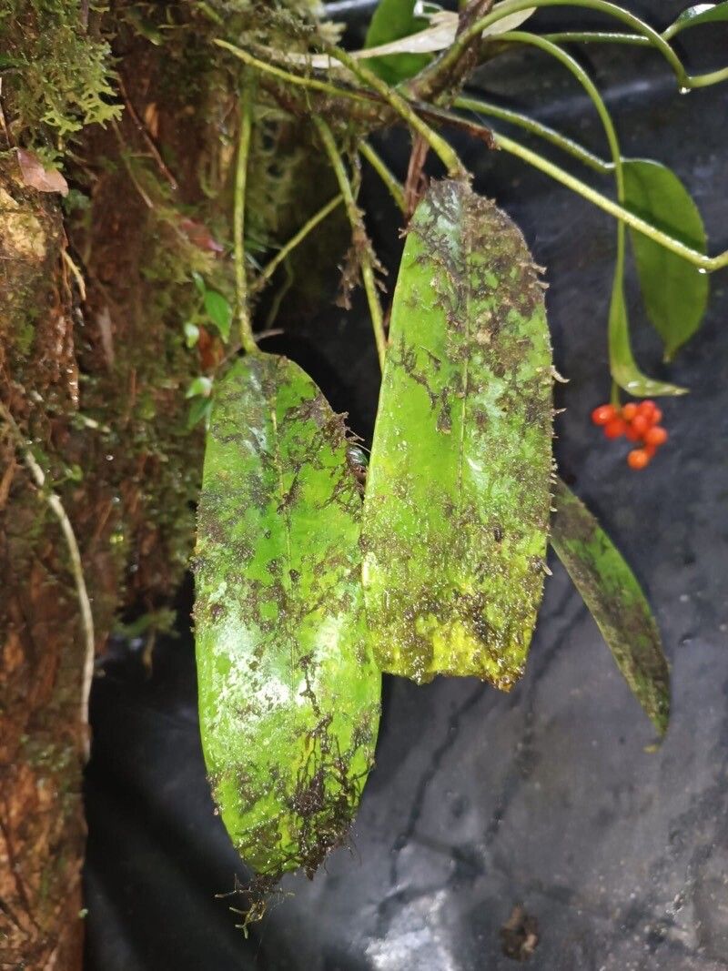 Anthurium pittieri fruit
