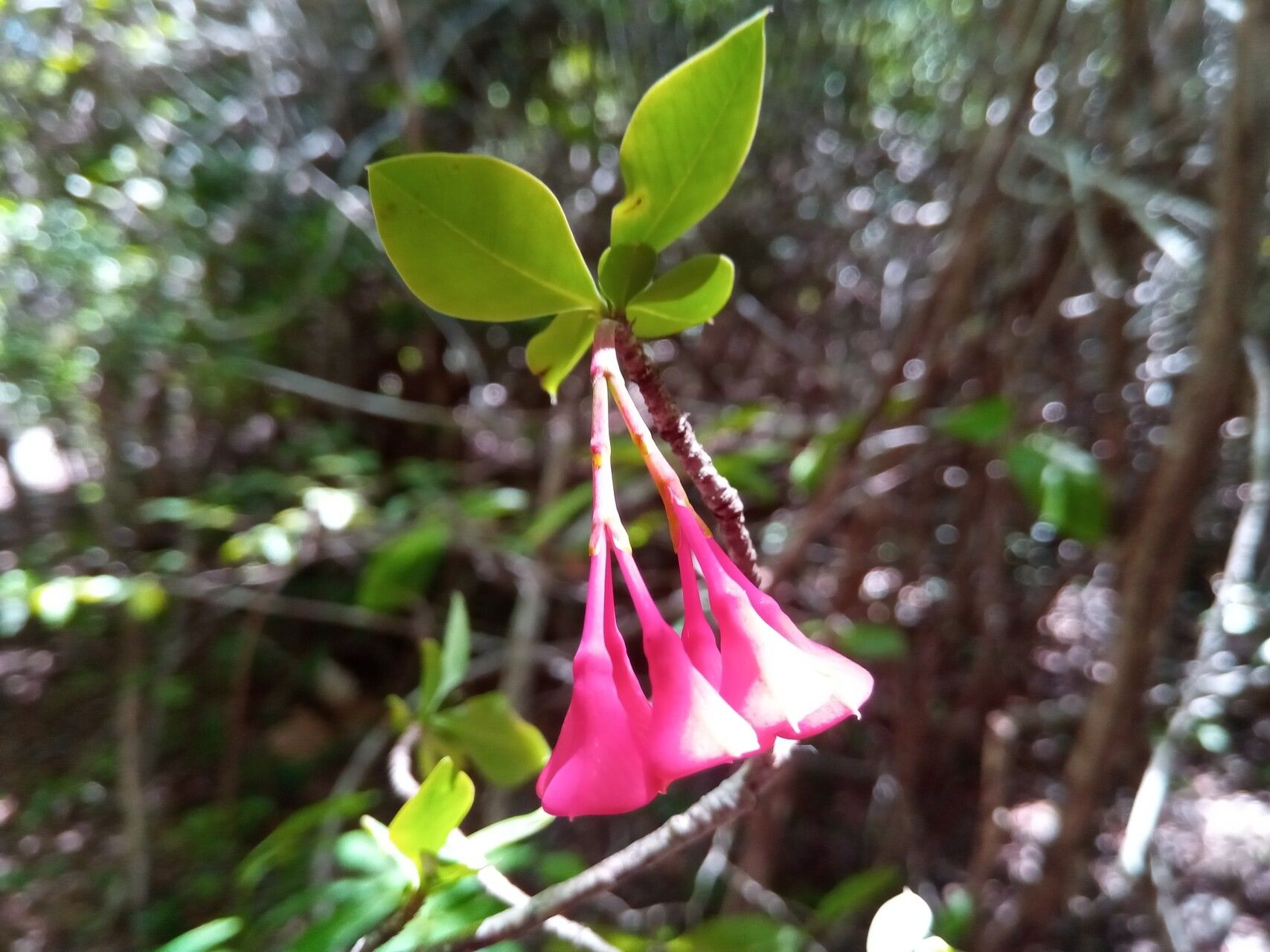 Euphorbia longitubicinicyathium flower