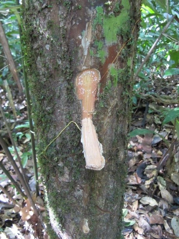 Pouteria fimbriata other