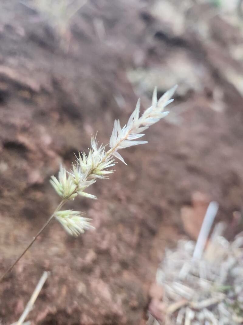 Enneapogon cenchroides fruit
