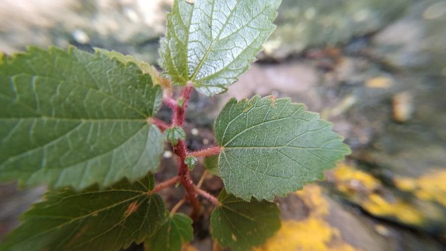 Acalypha californica leaf