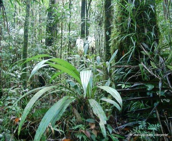 Calanthe hololeuca habit