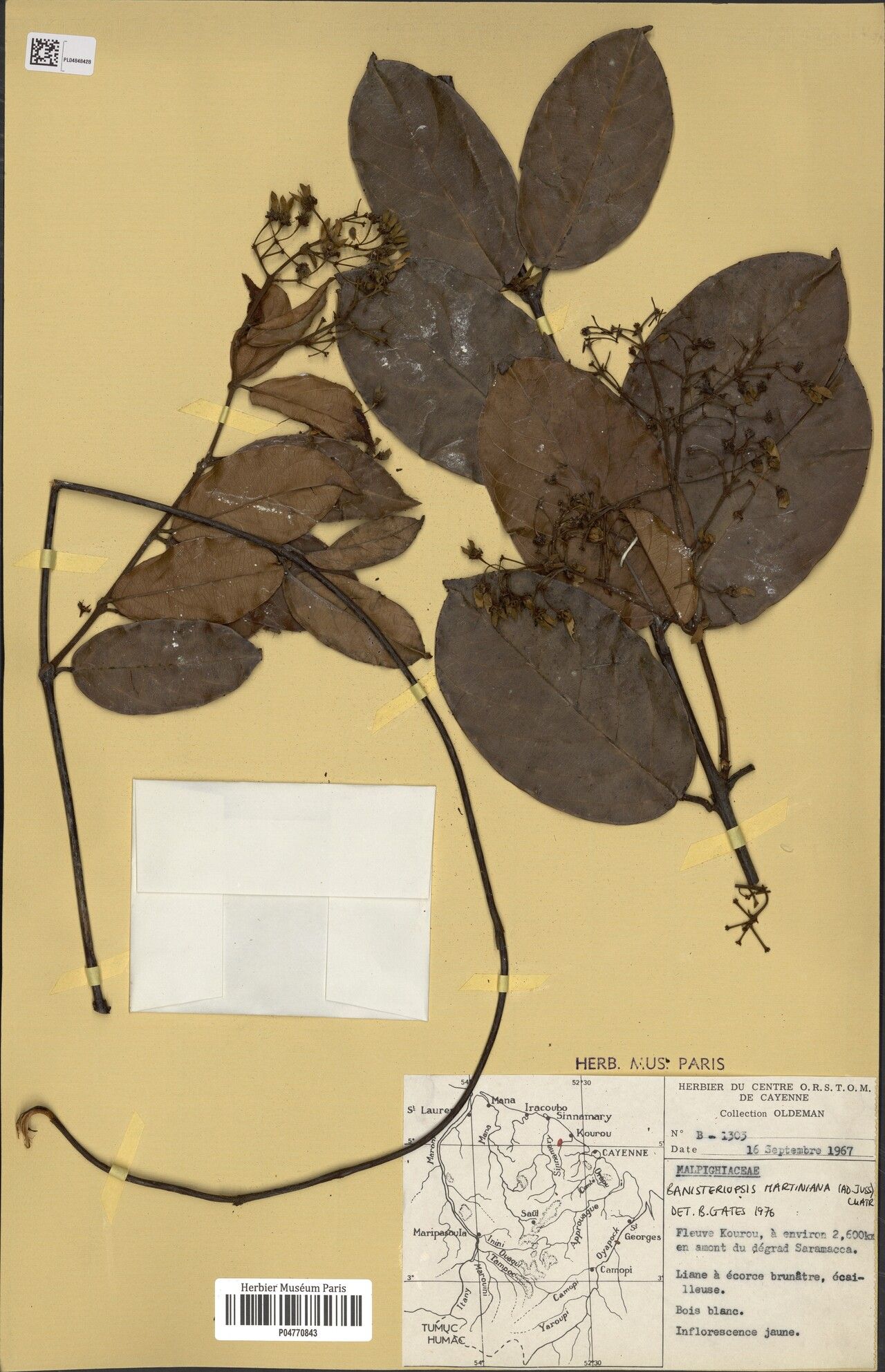 Banisteriopsis martiniana — related species from the same genus