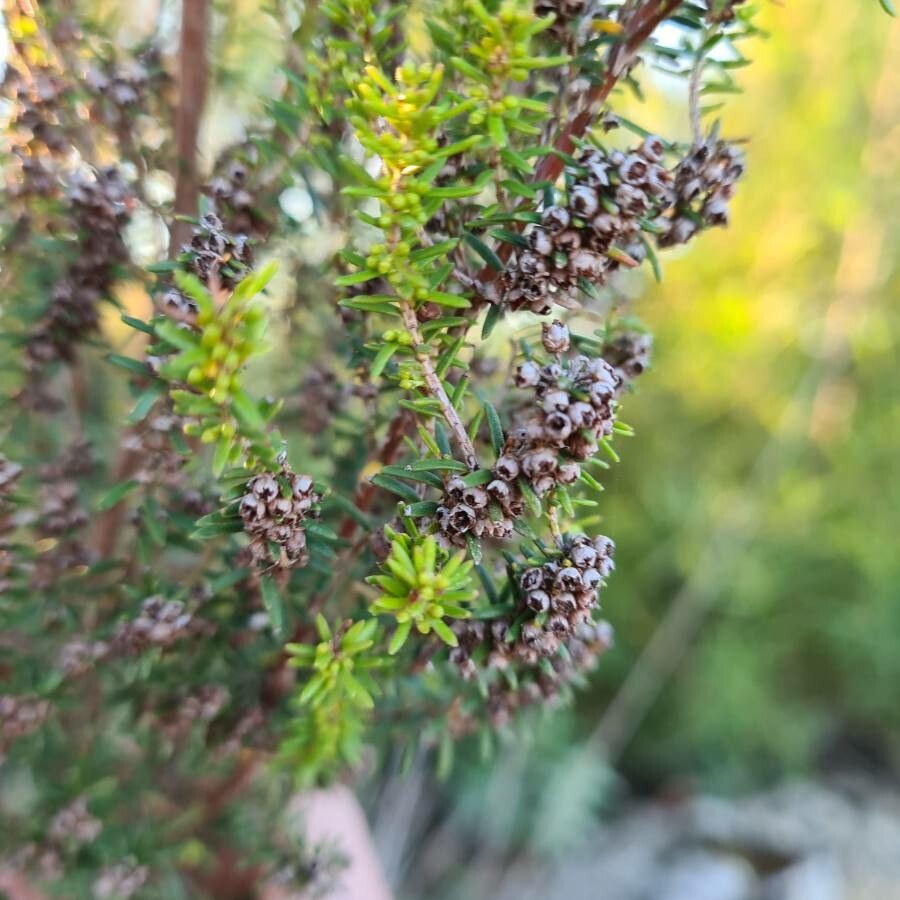 Erica scoparia fruit