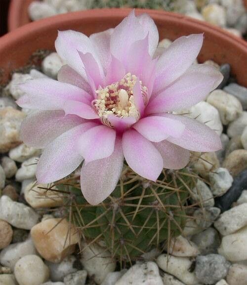 Gymnocalycium neuhuberi — search result for 'Gymnocalycium'