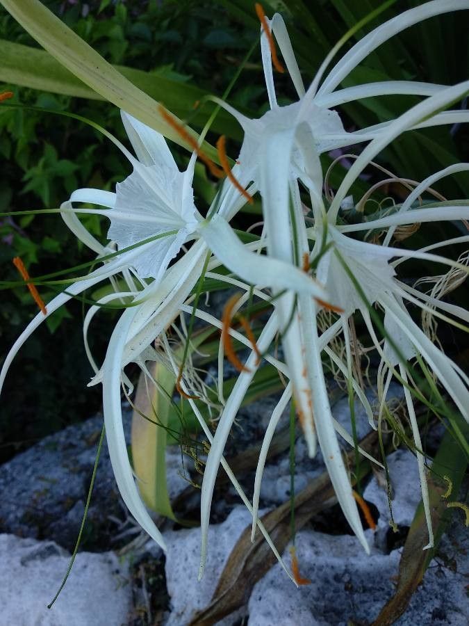 Hymenocallis palmeri — search result for 'Hymenocallis'
