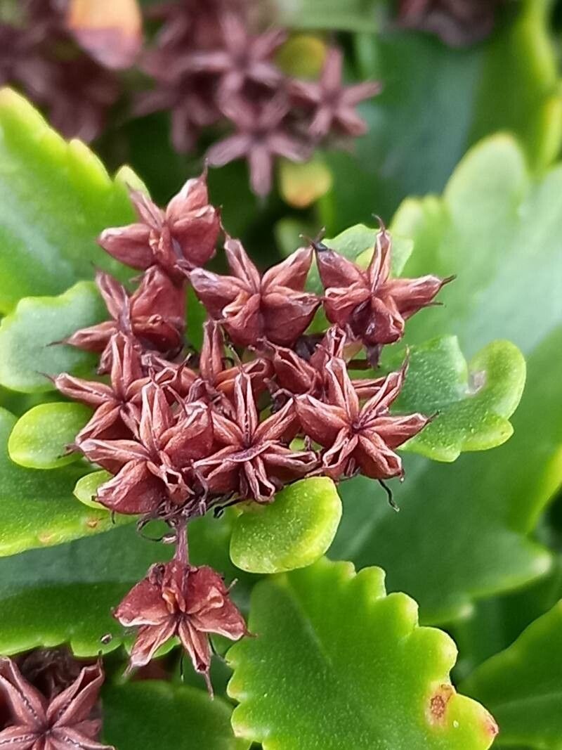 Phedimus selskianus fruit