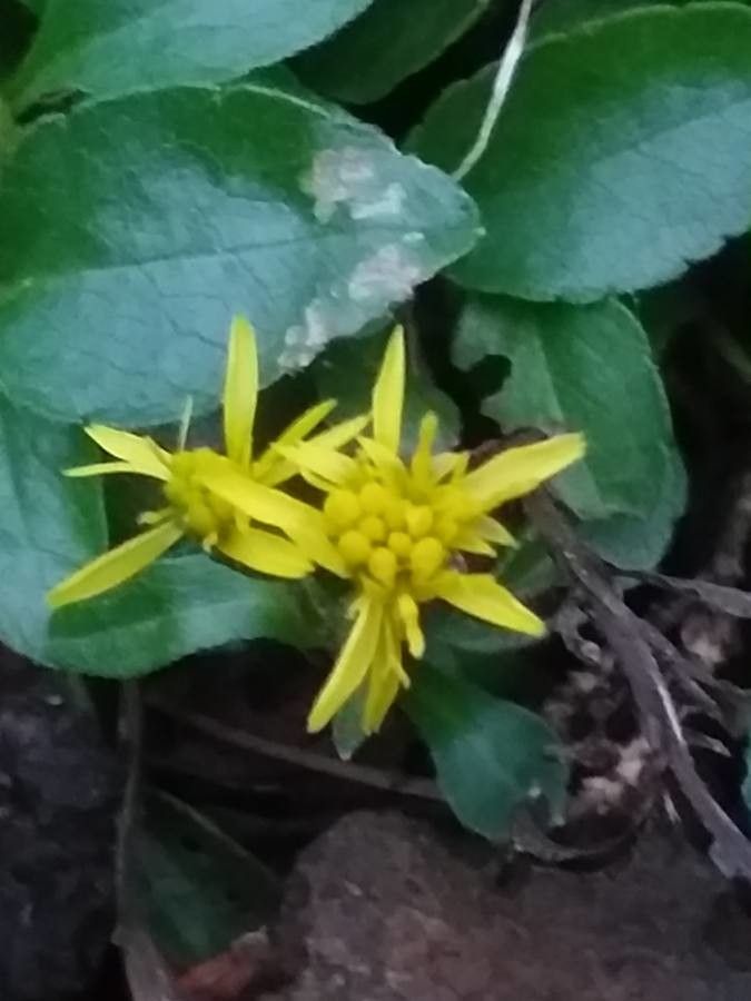 Solidago minutissima flower