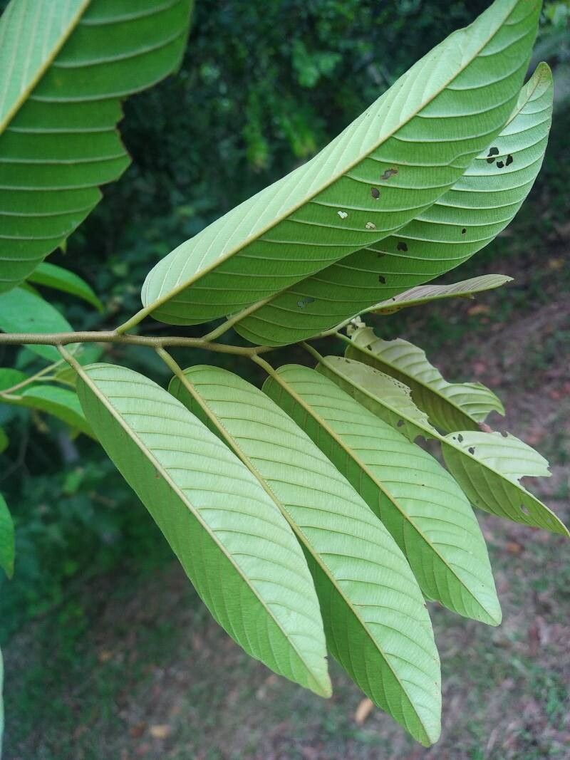 Shorea leprosula leaf