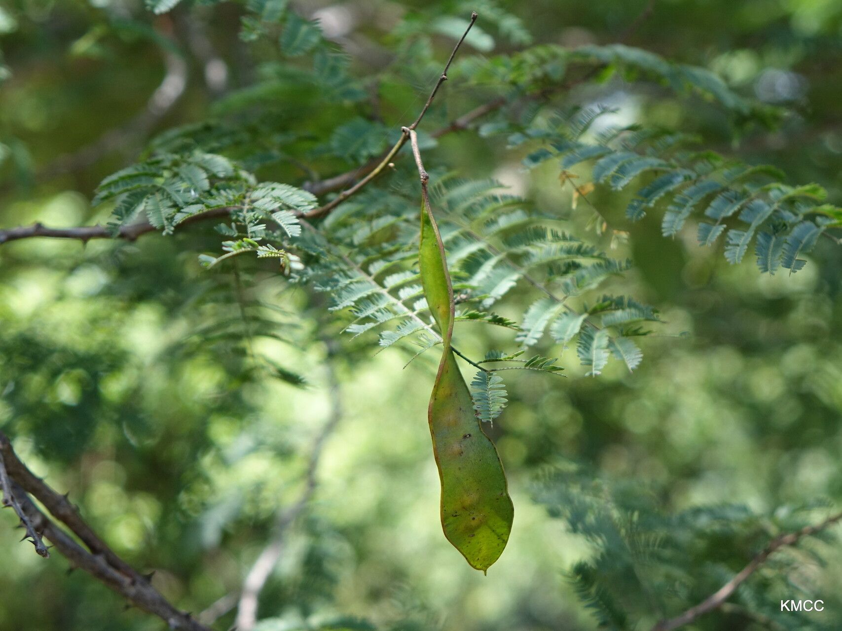 Senegalia sakalava fruit