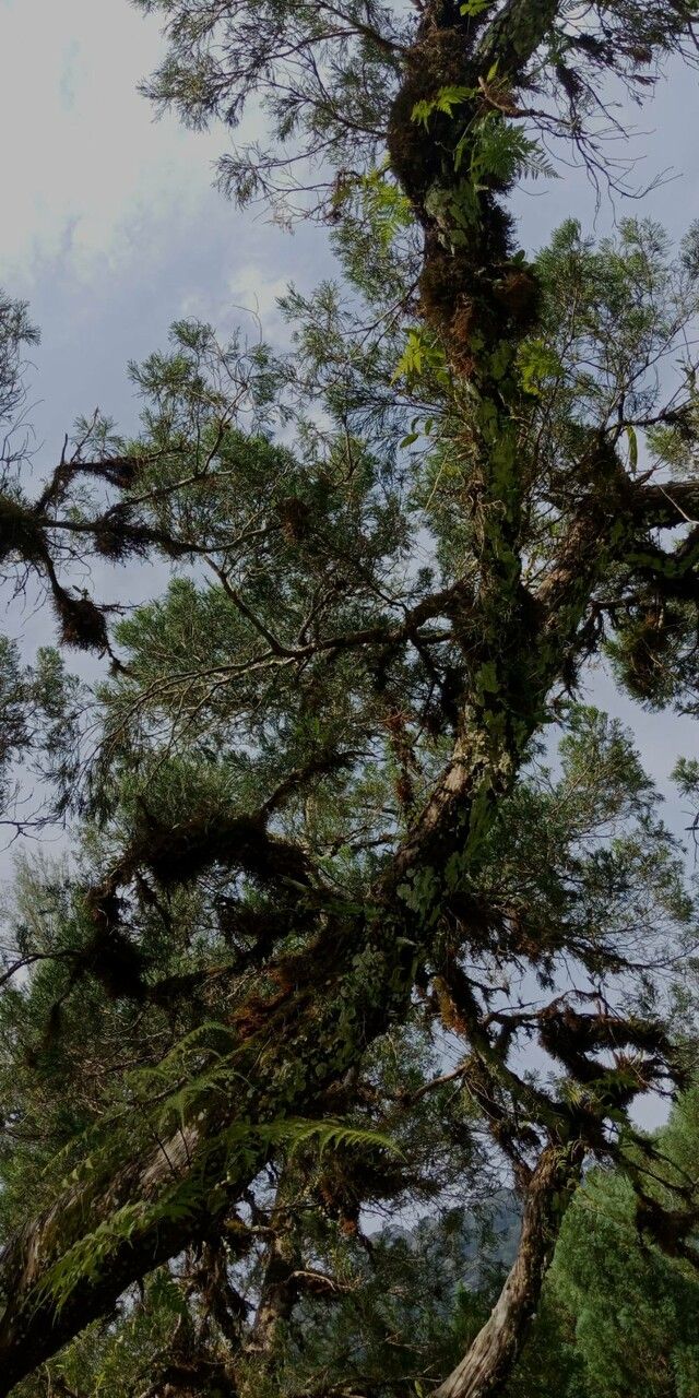 Dacrydium elatum habit