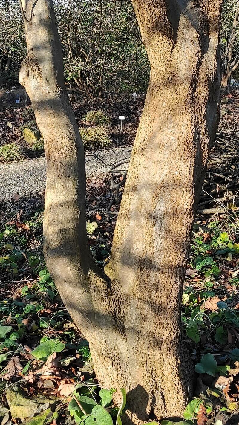 Celtis tournefortii bark