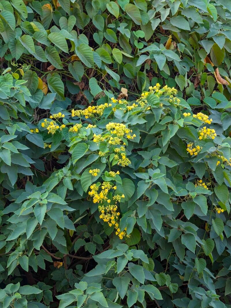 Decalobanthus boisianus — related species from the same genus