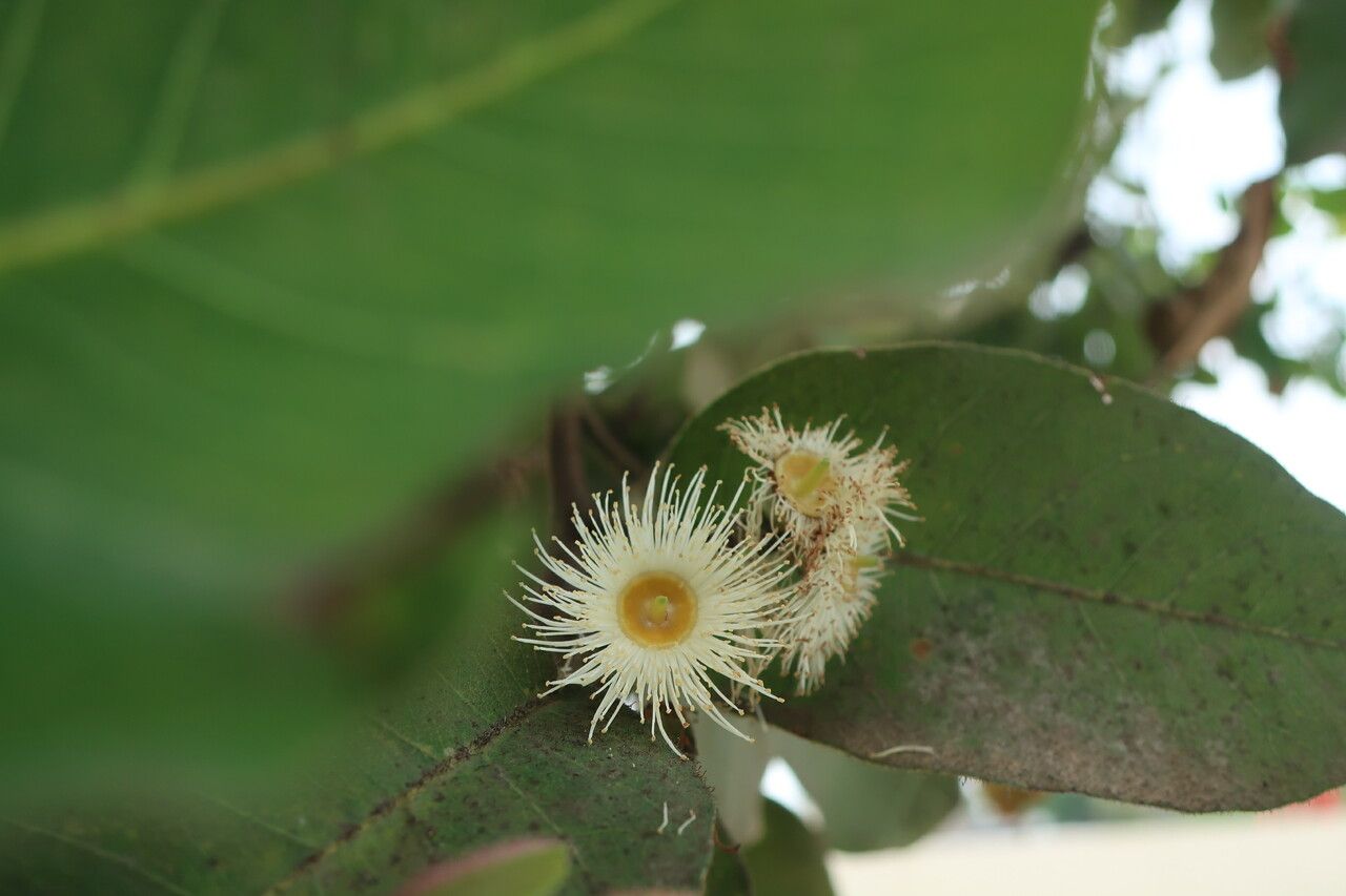 Corymbia torelliana flower