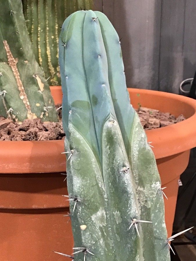 Myrtillocactus geometrizans leaf