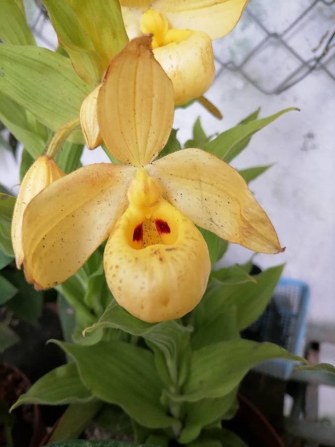 Cypripedium irapeanum — search result for 'Cypripedium'