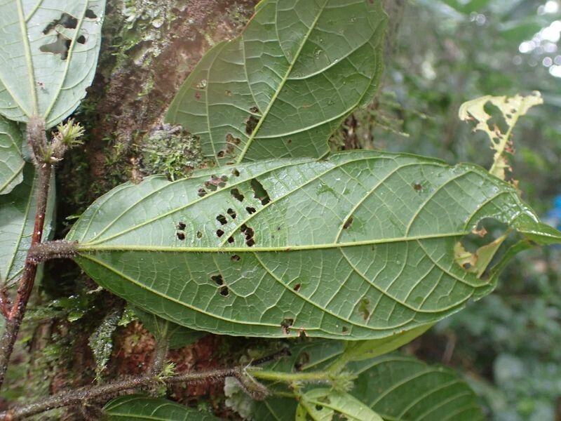 Grewia oligoneura leaf