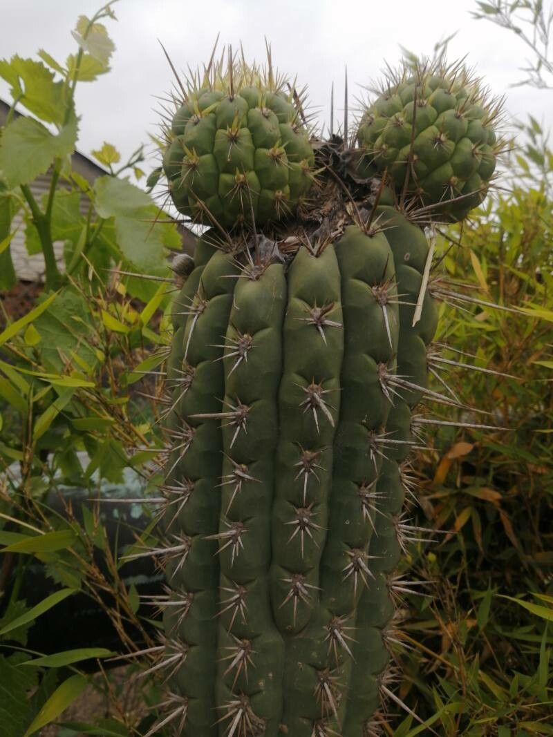 Leucostele chiloensis bark