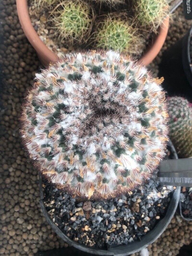 Mammillaria evermanniana — search result for 'Mammillaria'