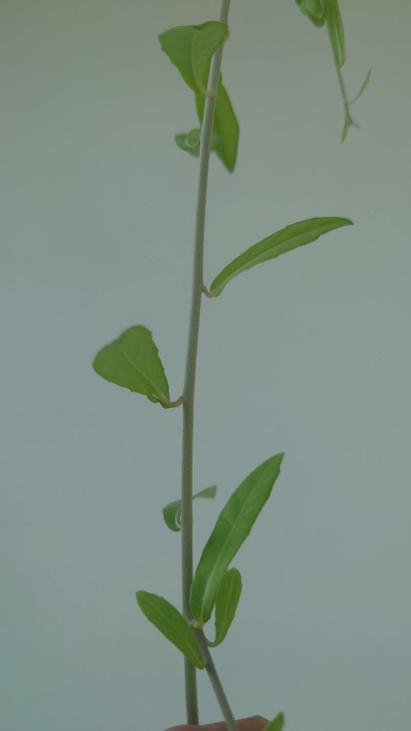 Tarlmounia elliptica — search result for 'Vernonia'