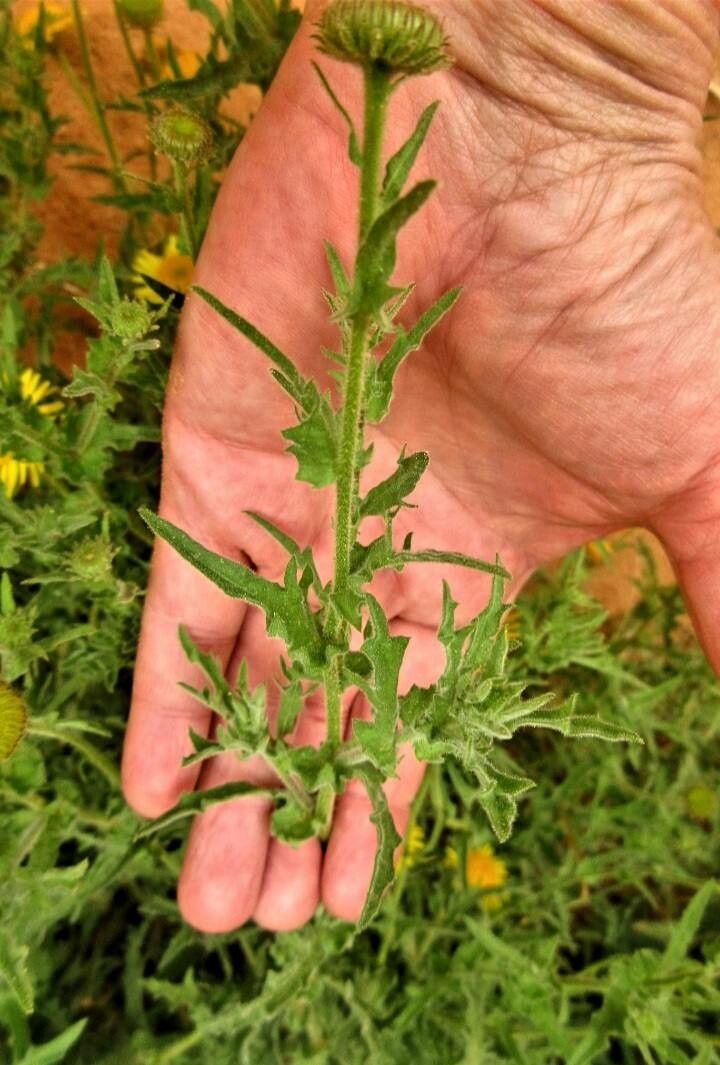 Asteriscus graveolens — related species from the same genus
