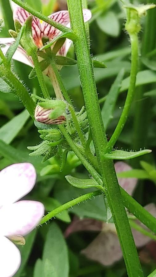 Nemesia strumosa bark
