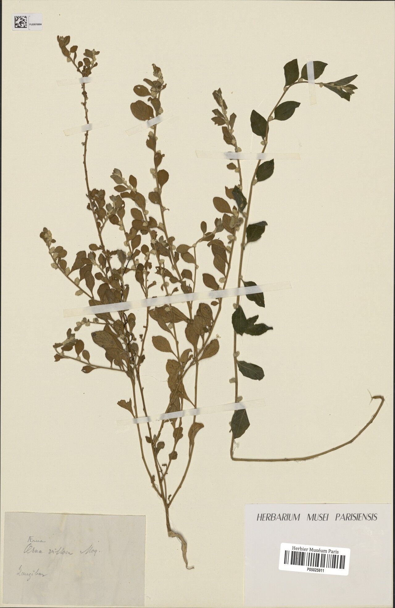 Aerva villosa — houseplant care guide