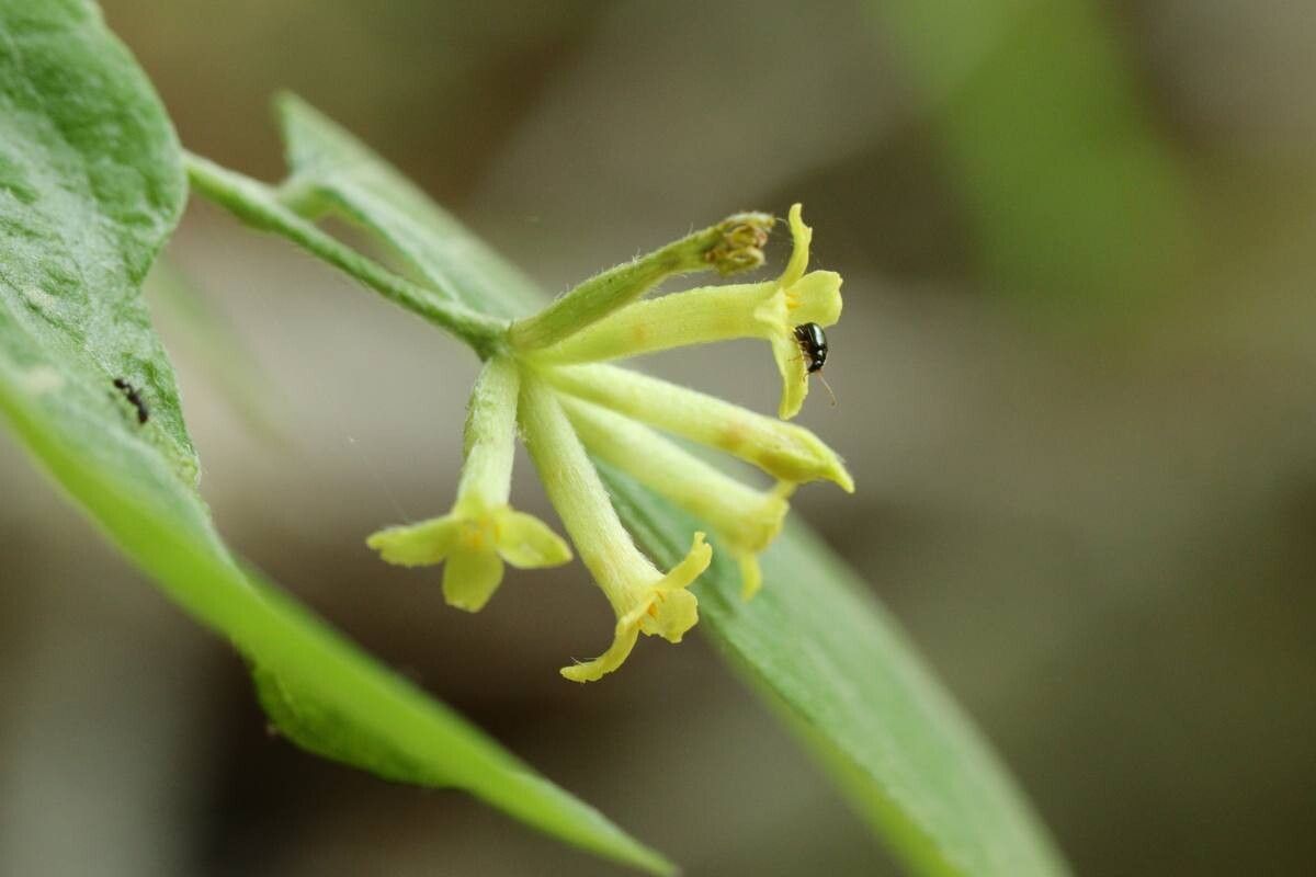 Wikstroemia sikokiana — houseplant care guide