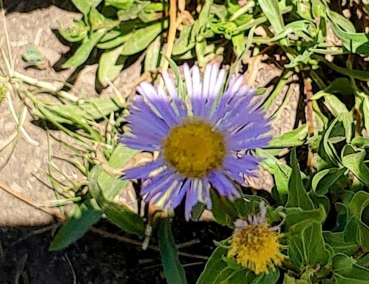 Townsendia parryi flower