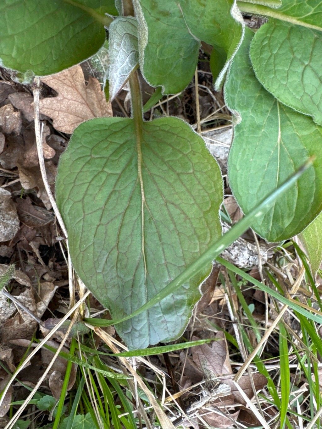Adelinia grandis leaf