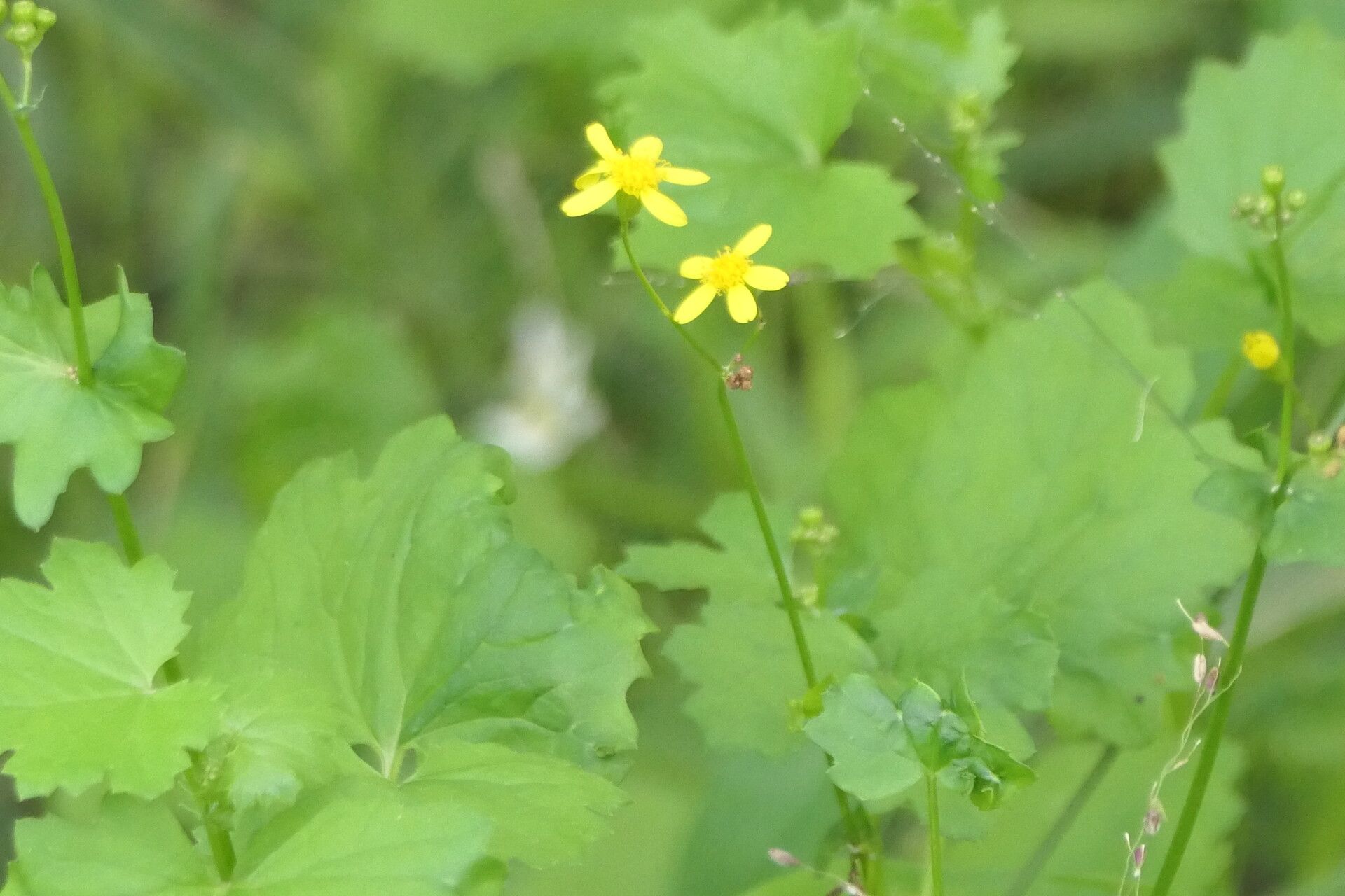 Cineraria lobata flower