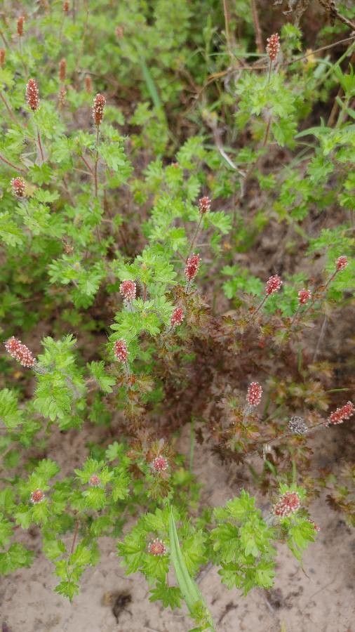 Acalypha radians — search result for 'Acalypha'